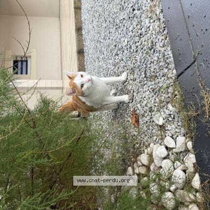 Photo 1/1 Tolkien Chat lost in Fontoy