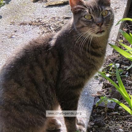 Photo 1/1 Sheyenne Chat lost in Gouvieux