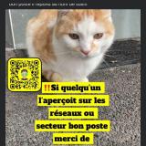 Picture of cat lost at Lys Lez Lannoy