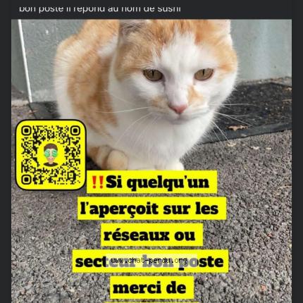 Photo 1/1 Sushi Chat lost in Lys lez lannoy