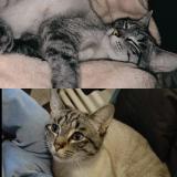 Picture of cat lost at Deuxville