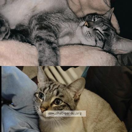 Photo 1/1 Coco Chat lost in Deuxville