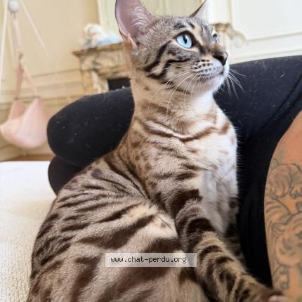 Foto 1/1 Kat teruggevonden Vermist in Forest