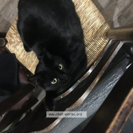 Photo 1/1 Maxou Chat lost in Drignac