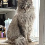 Picture of cat lost at La Croix En Touraine