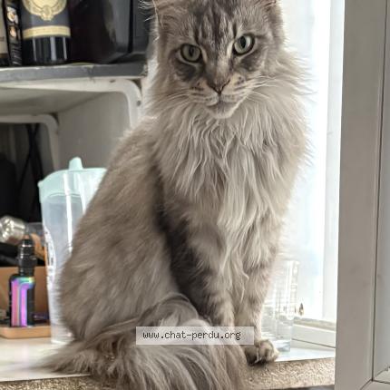 Photo 1/1 Rita Chat lost in La croix en touraine