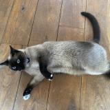 Photo of a cat found in Zaventem