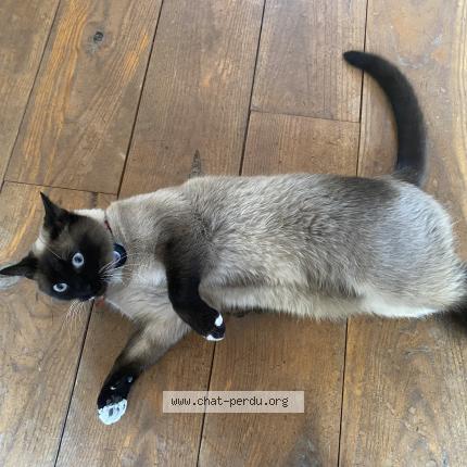Foto 1/1 Kat teruggevonden Vermist in Zaventem