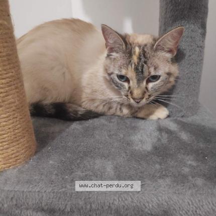 Photo 1/1 indy Chat lost in Locoal mendon