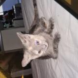 Picture of cat lost at Nimes