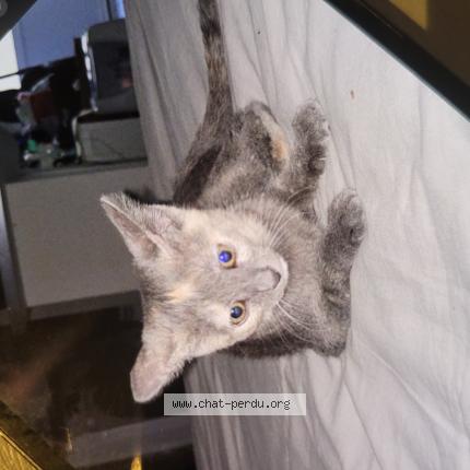 Photo 1/1 Abby Chat lost in Nimes