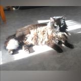 Picture of cat lost at La Teste De Buch