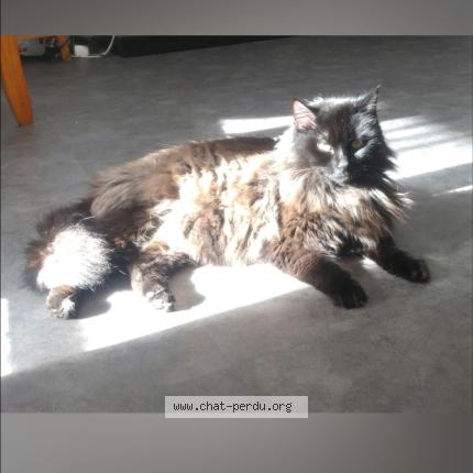 Photo 1/1 MELCHIOR Chat lost in La teste de buch