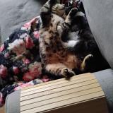 Picture of cat lost at Toulouse