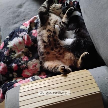 Photo 1/1 JUNIOR diminutif TITI Chat lost in Toulouse