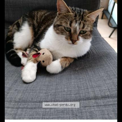 Photo 1/1 Myrtille Chat lost in Orleans