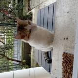 Picture of cat found at Conflans Sainte Honorine