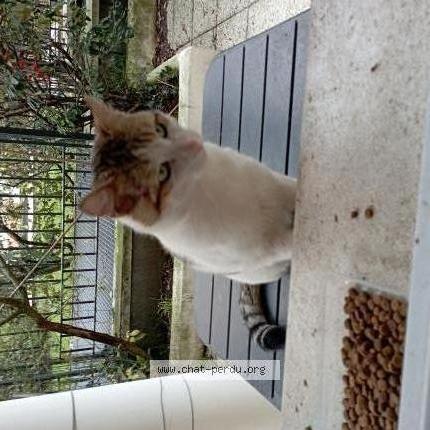 Photo 1/1 Found cat Found in Conflans sainte honorine