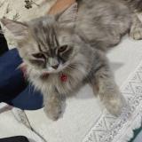 Picture of cat found at Thane