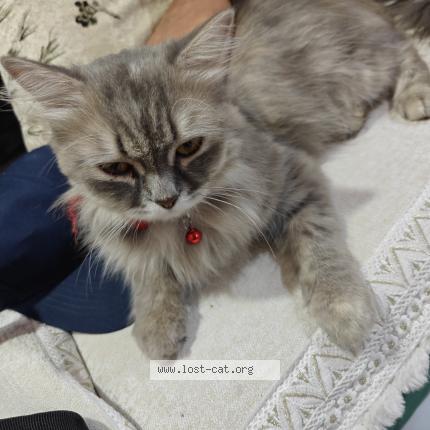 Photo 1/1 Found cat Found in Thane