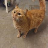 Picture of cat found at Ans