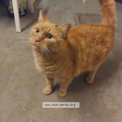 Photo 1/1 Found cat Found in Ans