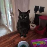 Picture of cat lost at Saint Priest Bramefant