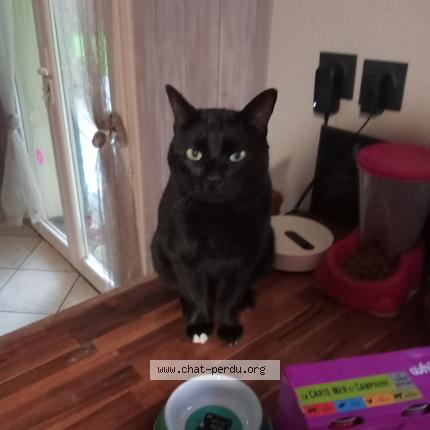Photo 1/1 Zouzou Chat lost in Saint priest bramefant