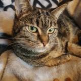 Picture of cat lost at Bruxelles