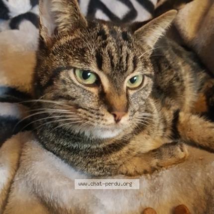 Photo 1/1 Malou Chat lost in Bruxelles