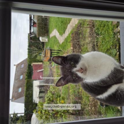 Photo 1/1 Found cat Found in Sains en gohelle