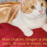 Picture of cat lost at Drancy