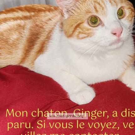 Photo 1/1 Ginger Chat lost in Drancy