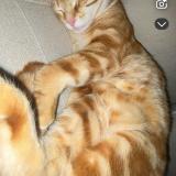 Picture of cat lost at Fronrignan