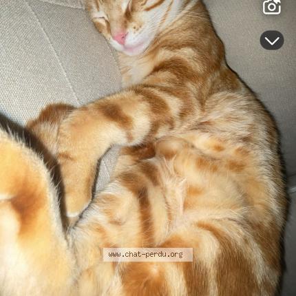 Photo 1/1 cookie Chat lost in Fronrignan