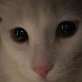 Picture of cat lost at J5r 2l7