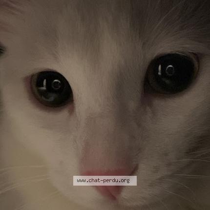 Photo 1/1 Pookie Chat lost in J5r 2l7