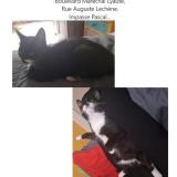 Picture of cat lost at Caen
