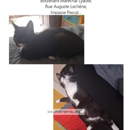 Photo 1/1 Mimi Chat lost in Caen