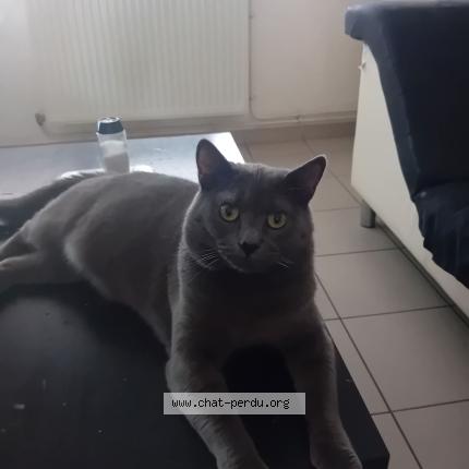 Photo 1/1 Fifils Chat lost in Evin malmaison