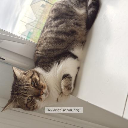 Photo 1/1 Grisouille Chat lost in La croix en touraine