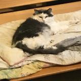 Picture of cat lost at Ooltewah