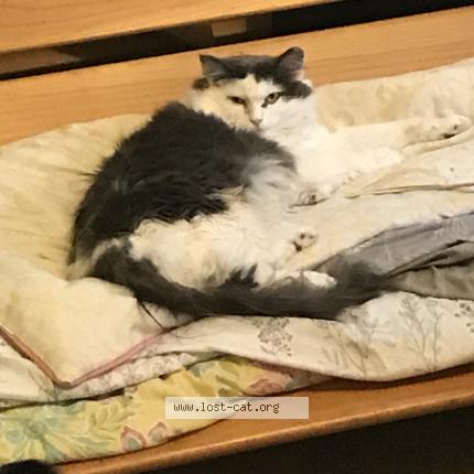 Photo 1/1 Mia Chat lost in Ooltewah