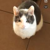 Picture of cat lost at Combourg