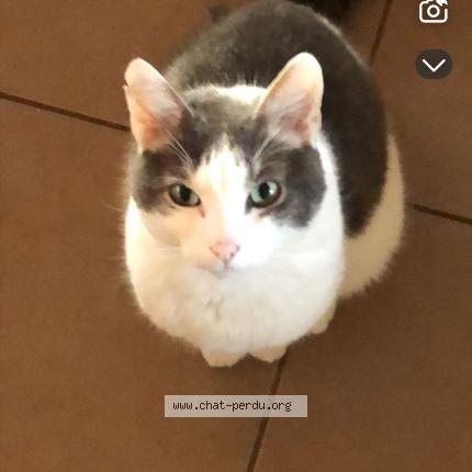 Photo 1/1 Jerry Chat lost in Combourg