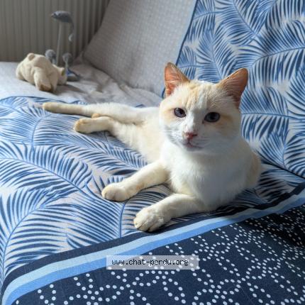 Photo 1/1 Found cat Found in Bessenay