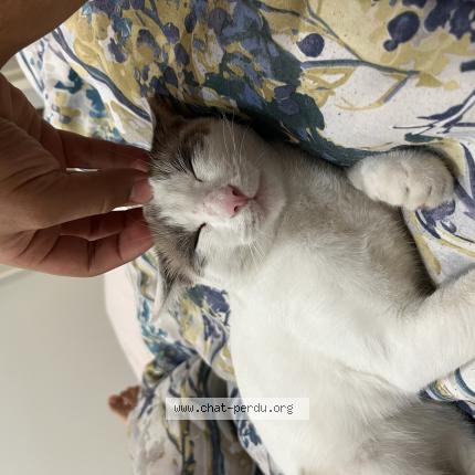 Photo 1/1 Winnie Chat lost in Vallauris