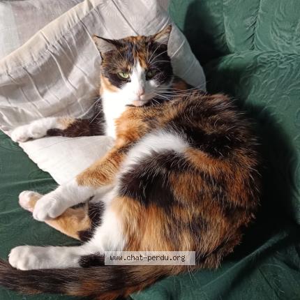 Photo 1/1 Miller Chat lost in Bordeaux