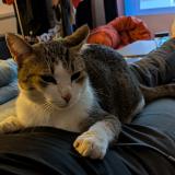 Picture of cat lost at Tecou