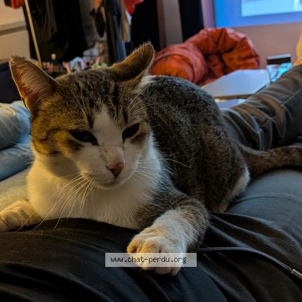 Photo 1/1 Bruce Chat lost in Tecou